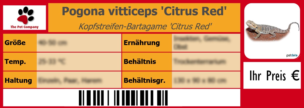 Pogona vitticeps 'Citrus Red' Kopfstreifen-Bartagame 'Citrus Red' 105 x 38 mm