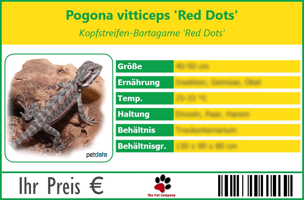 Pogona vitticeps 'Red Dots' Kopfstreifen-Bartagame 'Red Dots' 90 x 60 mm