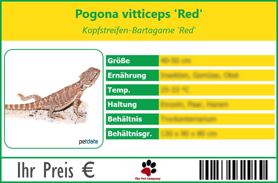 Pogona vitticeps 'Red' Kopfstreifen-Bartagame 'Red' 90 x 60 mm