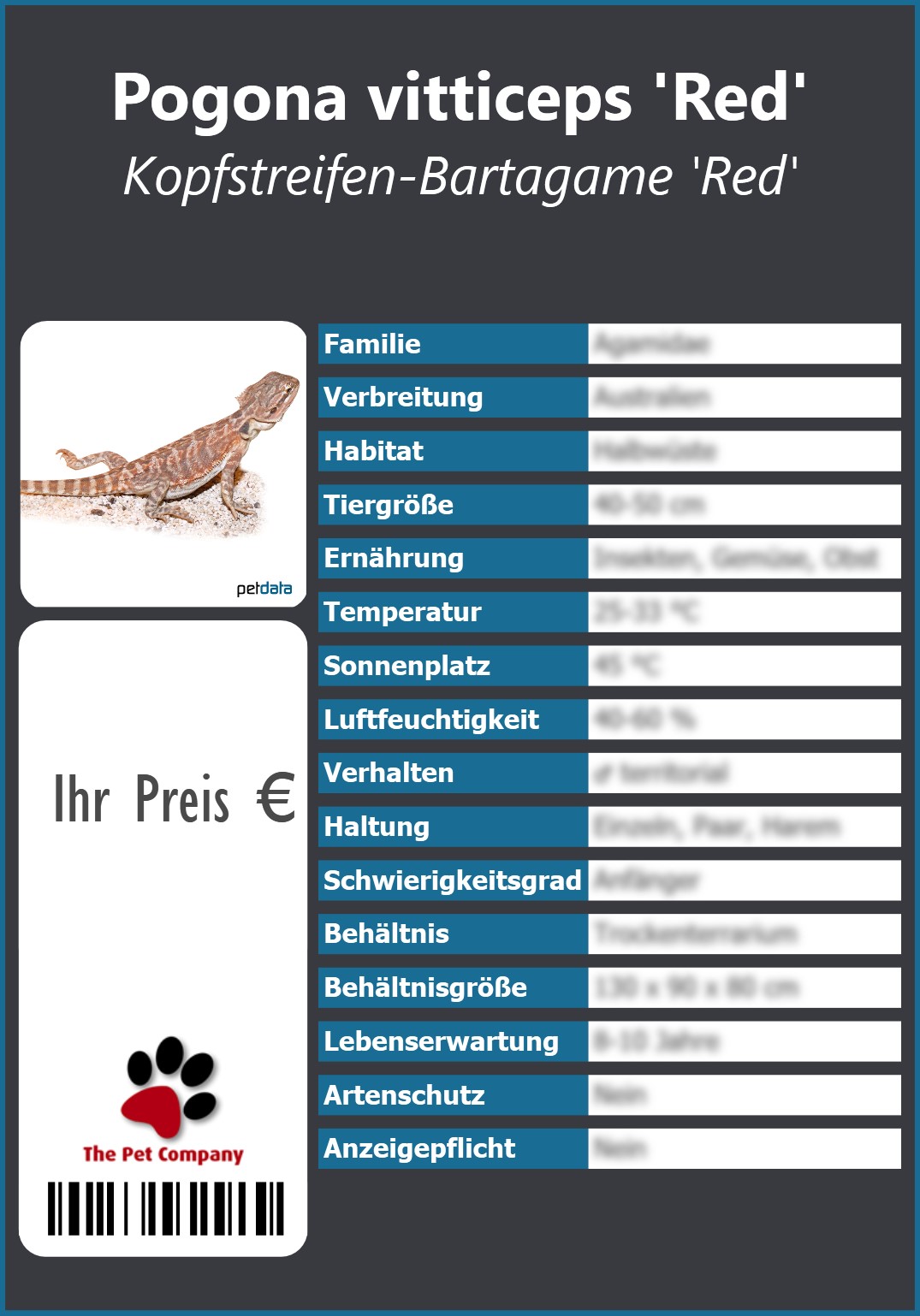 Pogona vitticeps 'Red' Kopfstreifen-Bartagame 'Red' 91 x 130 mm