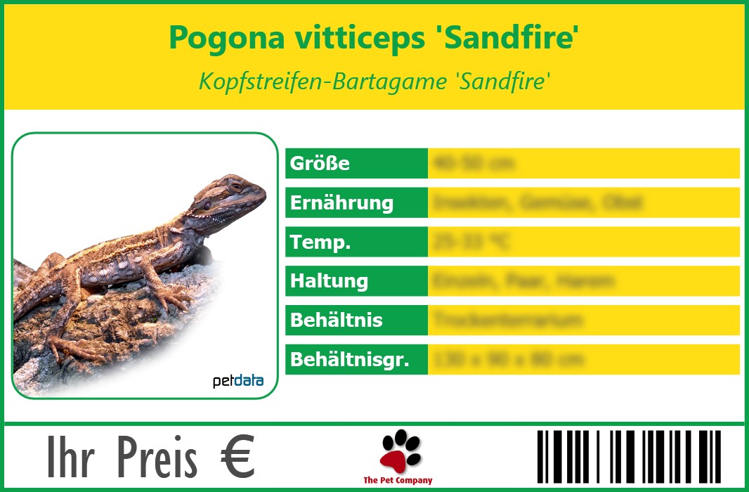 Pogona vitticeps 'Sandfire' Kopfstreifen-Bartagame 'Sandfire' 90 x 60 mm