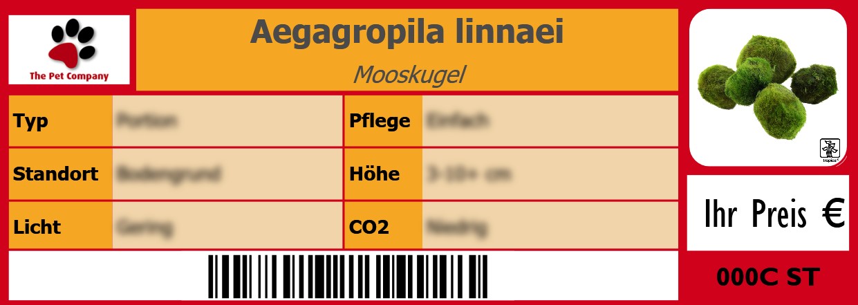 Aegagropila linnaei Mooskugel 105 x 38 mm
