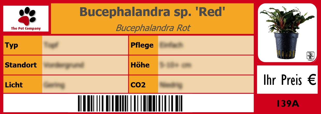 Bucephalandra sp. 'Red' Bucephalandra Rot 105 x 38 mm