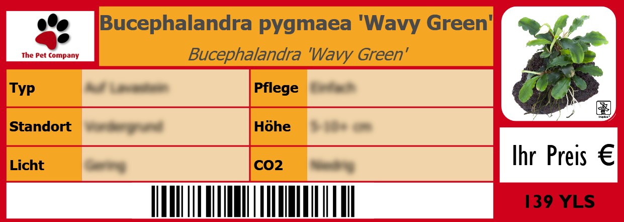 Bucephalandra pygmaea 'Wavy Green' Bucephalandra 'Wavy Green' 105 x 38 mm