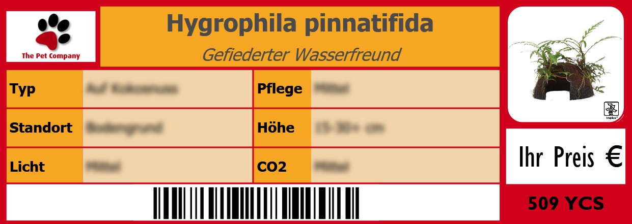 Hygrophila pinnatifida Gefiederter Wasserfreund 105 x 38 mm