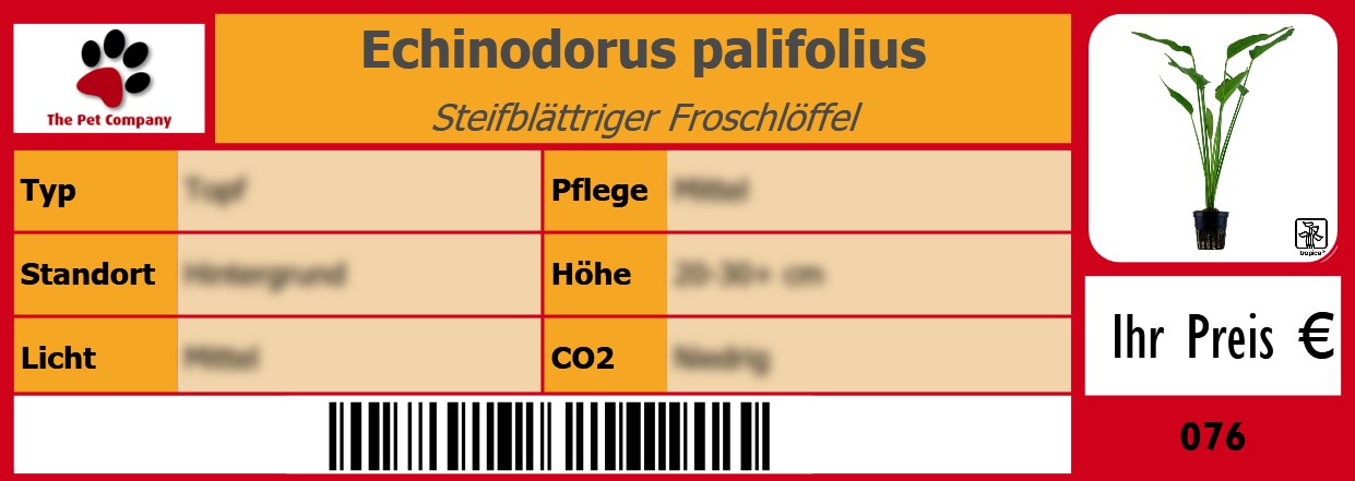 Echinodorus palifolius Steifblättriger Froschlöffel 105 x 38 mm