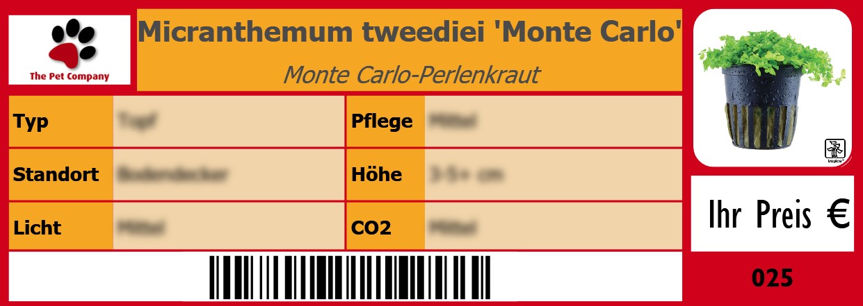 Micranthemum tweediei 'Monte Carlo' Monte Carlo-Perlenkraut 105 x 38 mm