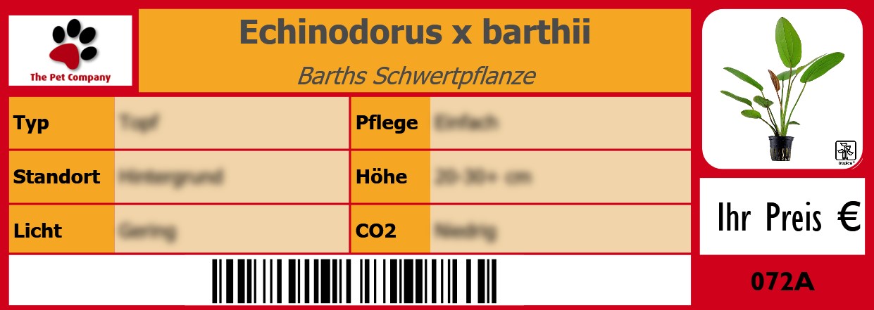 Echinodorus x barthii Barths Schwertpflanze 105 x 38 mm