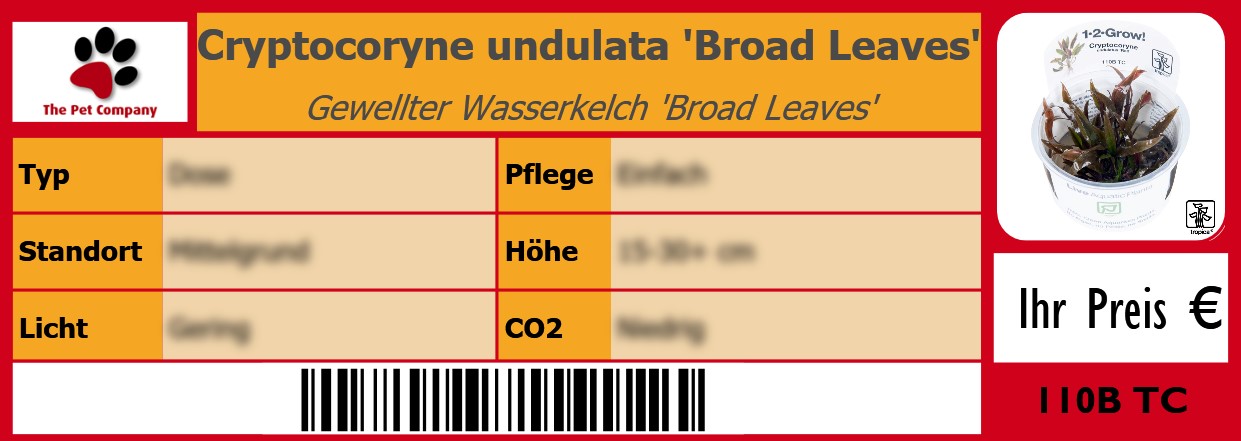 Cryptocoryne undulata 'Broad Leaves' Gewellter Wasserkelch 'Broad Leaves' 105 x 38 mm