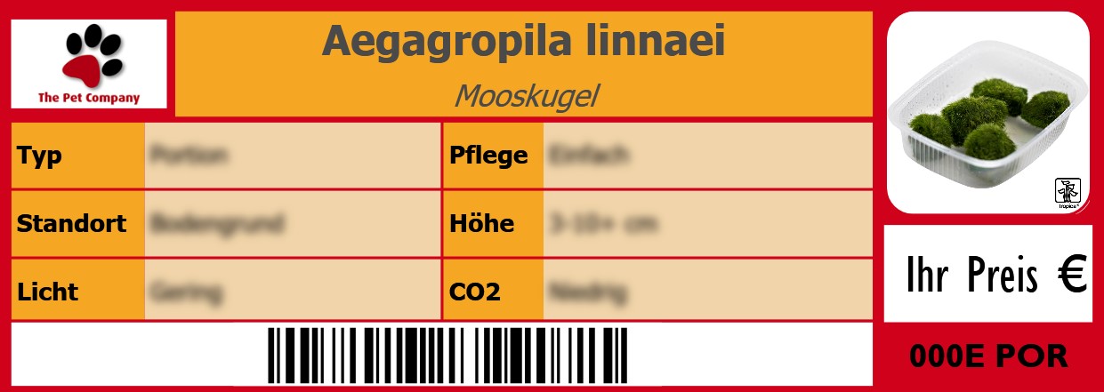 Aegagropila linnaei Mooskugel 105 x 38 mm