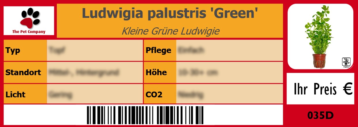 Ludwigia palustris 'Green' Kleine Grüne Ludwigie 105 x 38 mm