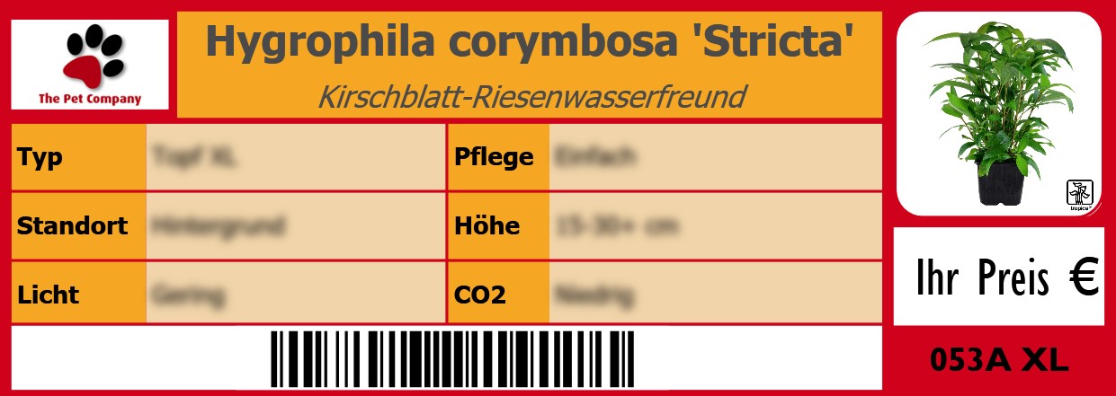 Hygrophila corymbosa 'Stricta' Kirschblatt-Riesenwasserfreund 105 x 38 mm