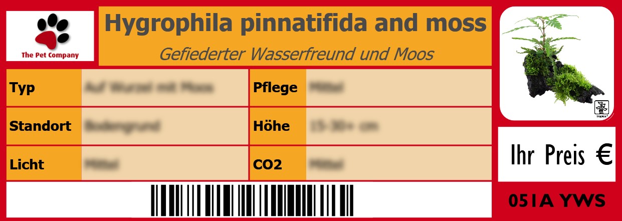 Hygrophila pinnatifida and moss Gefiederter Wasserfreund und Moos 105 x 38 mm