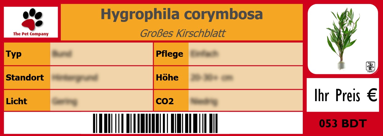 Hygrophila corymbosa Großes Kirschblatt 105 x 38 mm