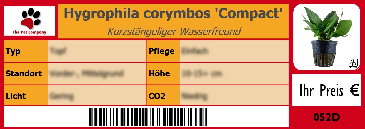 Hygrophila corymbos 'Compact' Kurzstängeliger Wasserfreund 105 x 38 mm