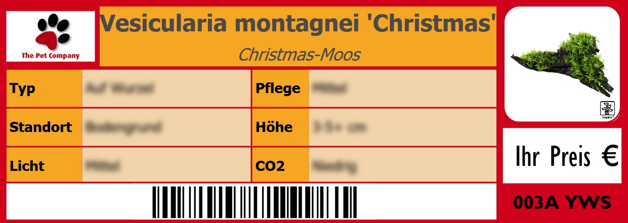 Vesicularia montagnei 'Christmas' Christmas-Moos 105 x 38 mm