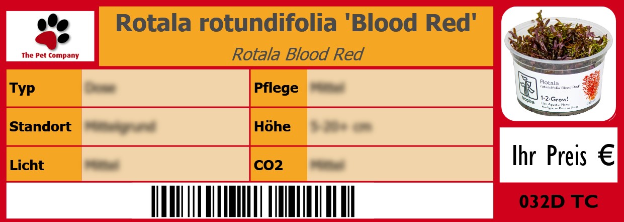 Rotala rotundifolia 'Blood Red' Rotala Blood Red 105 x 38 mm