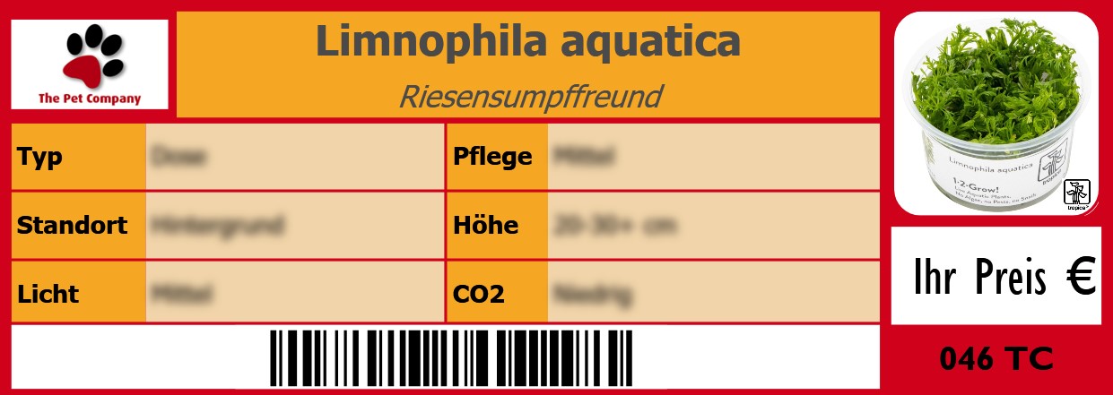 Limnophila aquatica Riesensumpffreund 105 x 38 mm