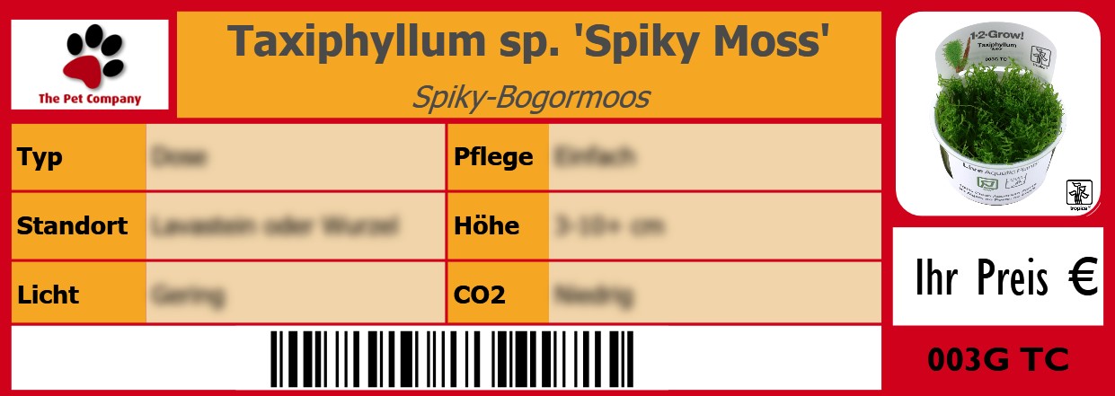 Taxiphyllum sp. 'Spiky Moss' Spiky-Bogormoos 105 x 38 mm