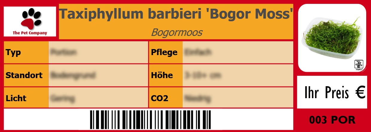 Taxiphyllum barbieri 'Bogor Moss' Bogormoos 105 x 38 mm