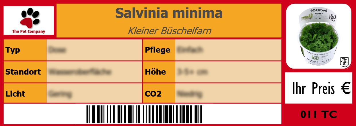 Salvinia minima Kleiner Büschelfarn 105 x 38 mm