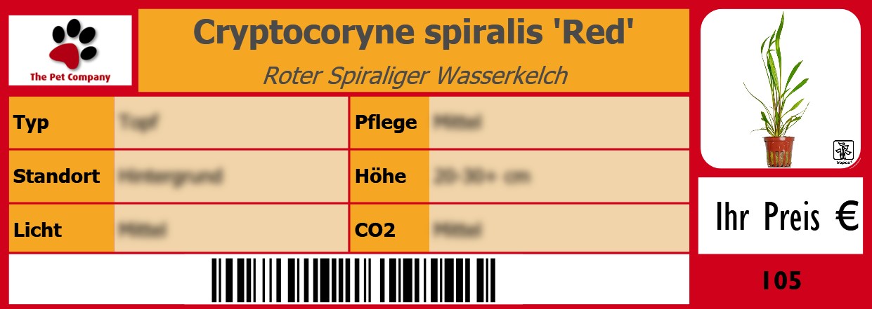 Cryptocoryne spiralis 'Red' Roter Spiraliger Wasserkelch 105 x 38 mm