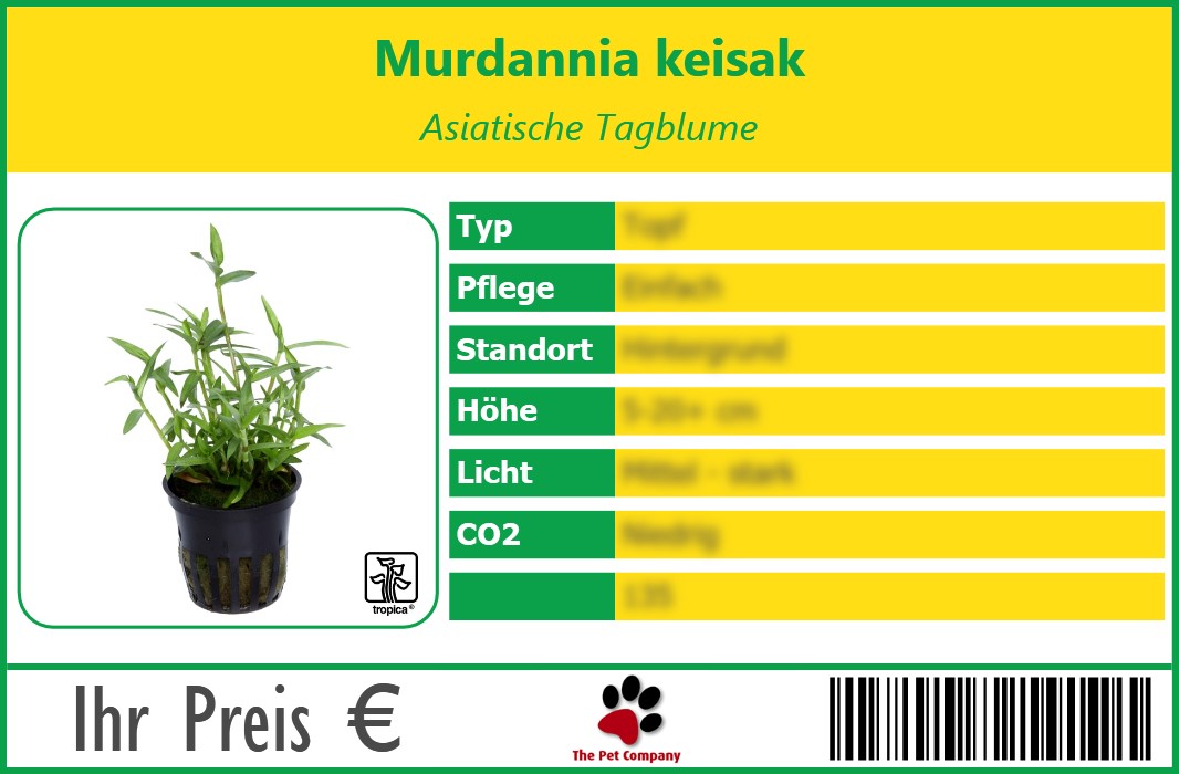 Murdannia keisak Asiatische Tagblume 90 x 60 mm