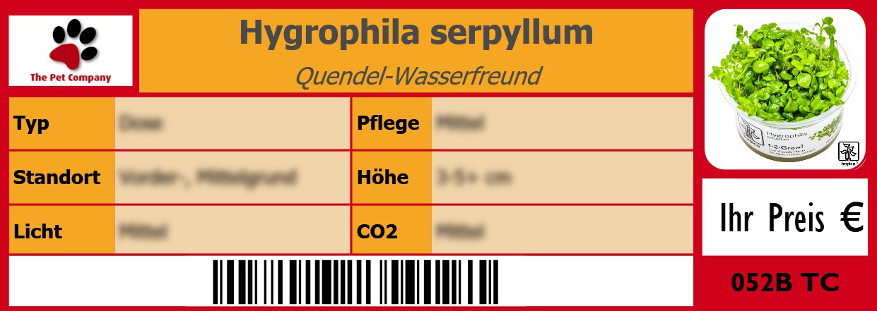 Hygrophila serpyllum Quendel-Wasserfreund 105 x 38 mm