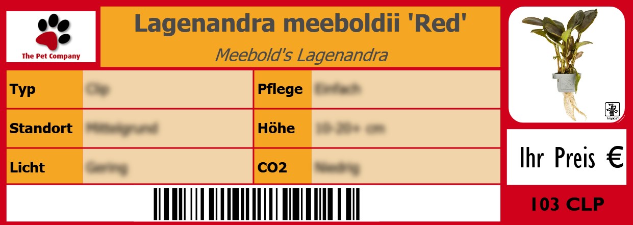 Lagenandra meeboldii 'Red' Meebold's Lagenandra 105 x 38 mm