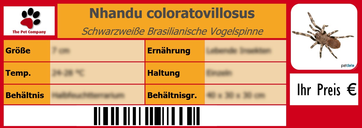 Nhandu coloratovillosus Schwarzweiße Brasilianische Vogelspinne 105 x 38 mm