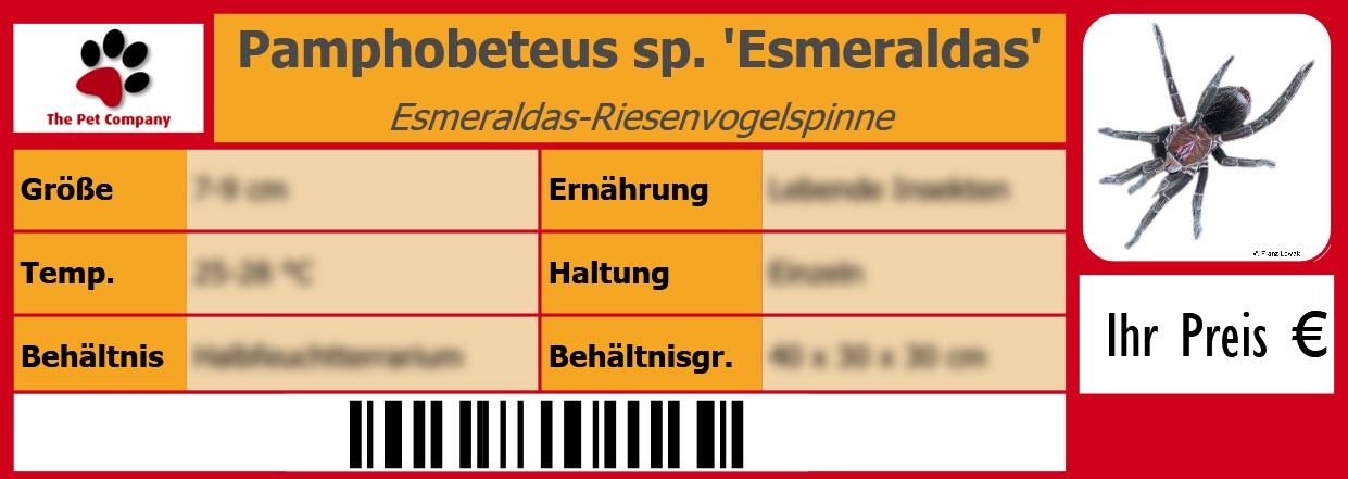 Pamphobeteus sp. 'Esmeraldas' Esmeraldas-Riesenvogelspinne 105 x 38 mm