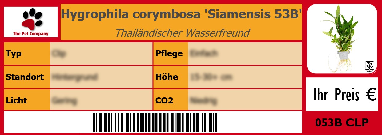 Hygrophila corymbosa 'Siamensis 53B' Thailändischer Wasserfreund 105 x 38 mm