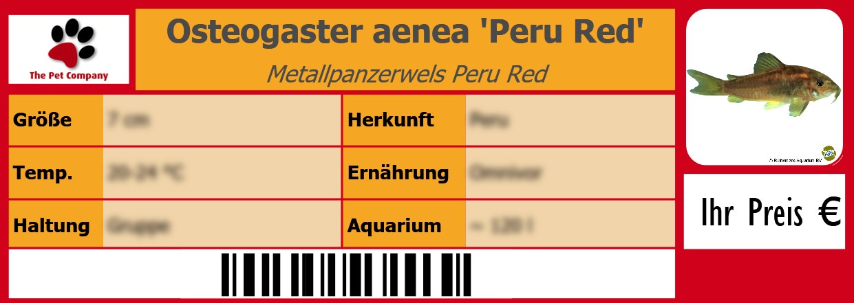 Osteogaster aenea 'Peru Red' Metallpanzerwels Peru Red 105 x 38 mm