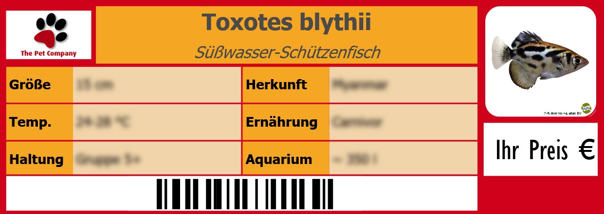Toxotes blythii Süßwasser-Schützenfisch 105 x 38 mm