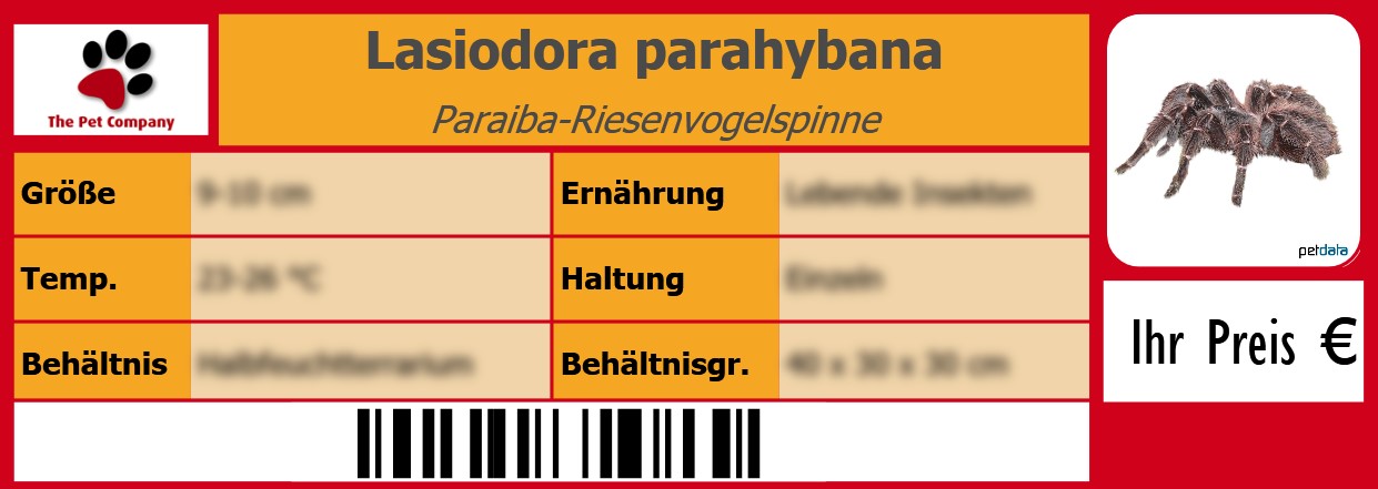 Lasiodora parahybana Paraiba-Riesenvogelspinne 105 x 38 mm