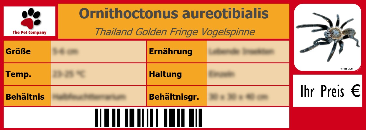 Ornithoctonus aureotibialis Thailand Golden Fringe Vogelspinne 105 x 38 mm