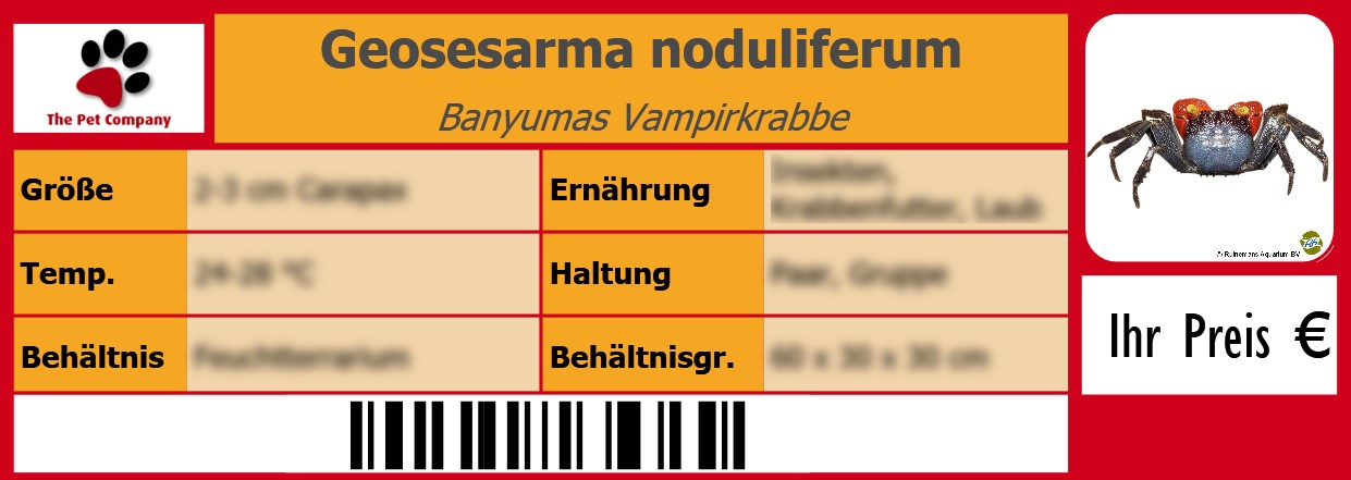 Geosesarma noduliferum Banyumas Vampirkrabbe 105 x 38 mm