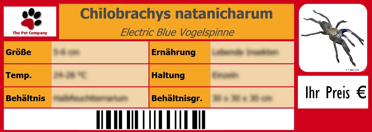 Chilobrachys natanicharum Electric Blue Vogelspinne 105 x 38 mm