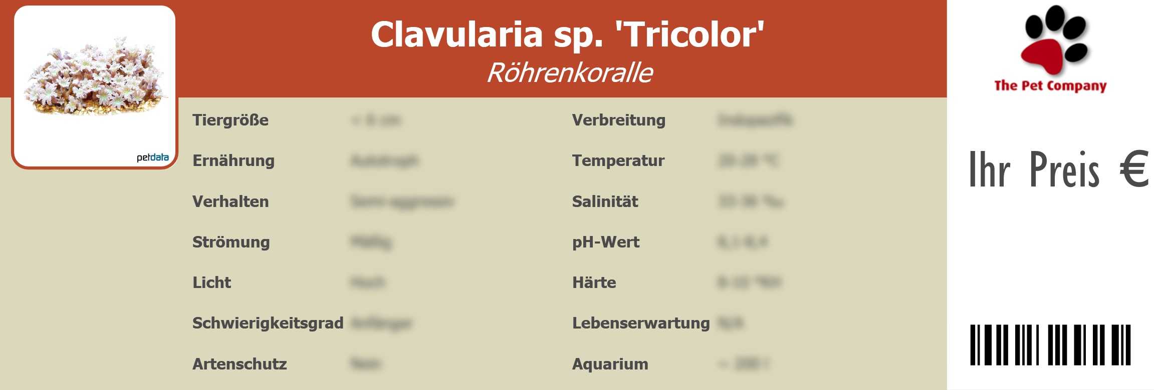 Clavularia sp. 'Tricolor' Röhrenkoralle 195 x 66 mm