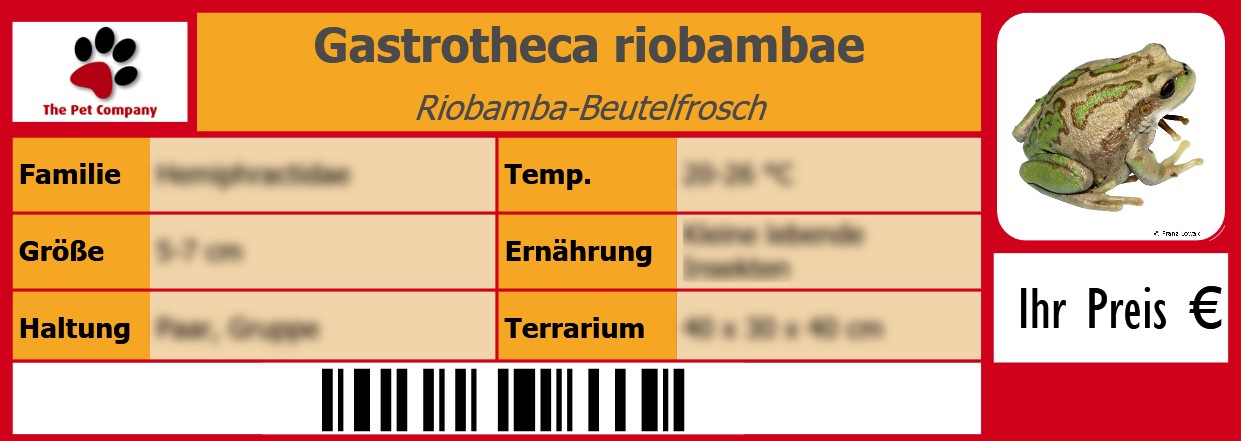 Gastrotheca riobambae Riobamba-Beutelfrosch 105 x 38 mm