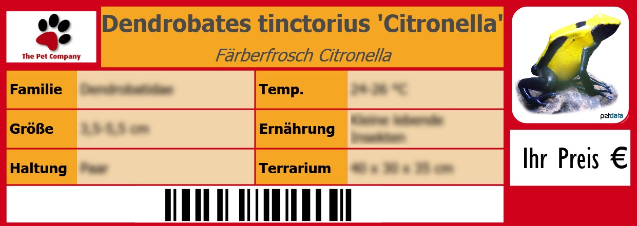 Dendrobates tinctorius 'Citronella' Färberfrosch Citronella 105 x 38 mm