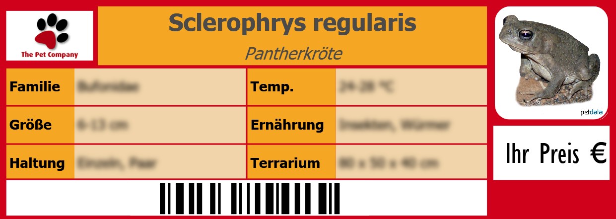 Sclerophrys regularis Pantherkröte 105 x 38 mm