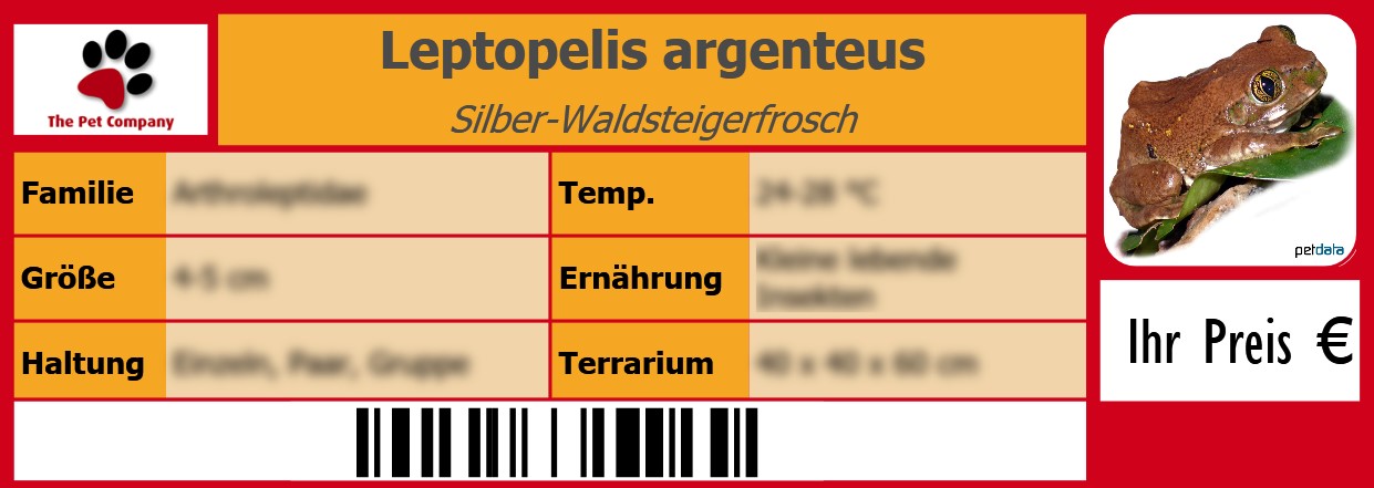Leptopelis argenteus Silber-Waldsteigerfrosch 105 x 38 mm