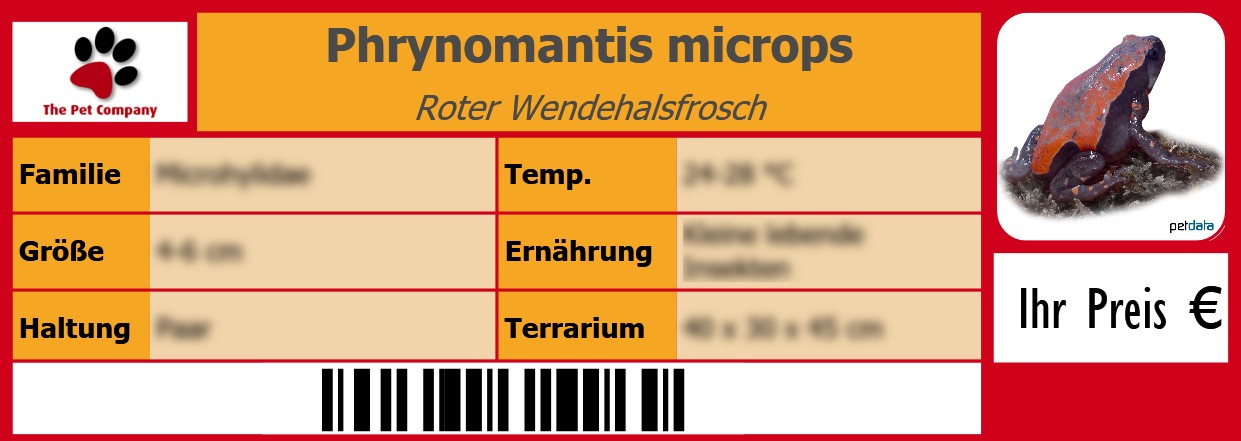 Phrynomantis microps Roter Wendehalsfrosch 105 x 38 mm