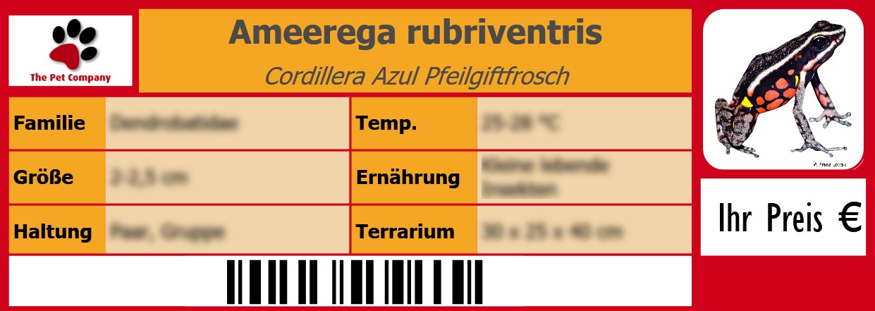 Ameerega rubriventris Cordillera Azul Pfeilgiftfrosch 105 x 38 mm