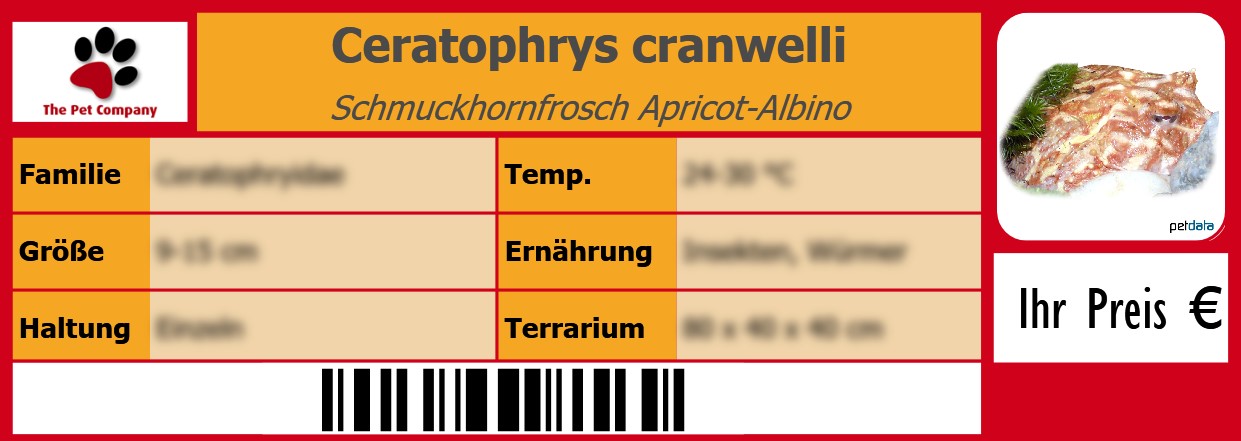 Ceratophrys cranwelli Schmuckhornfrosch Apricot-Albino 105 x 38 mm