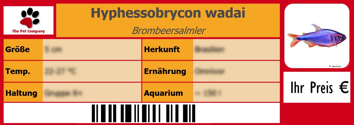 Hyphessobrycon wadai Brombeersalmler 105 x 38 mm