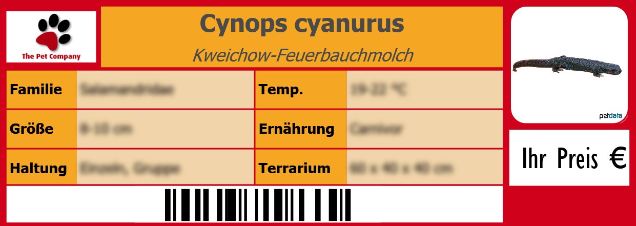 Cynops cyanurus Kweichow-Feuerbauchmolch 105 x 38 mm