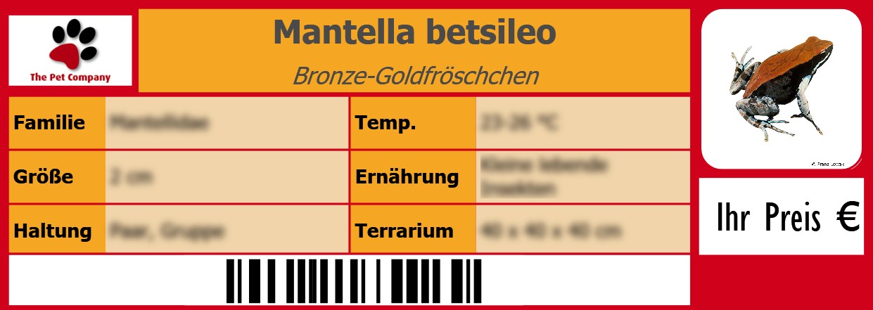 Mantella betsileo Bronze-Goldfröschchen 105 x 38 mm