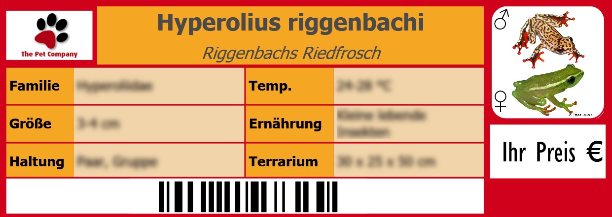 Hyperolius riggenbachi Riggenbachs Riedfrosch 105 x 38 mm